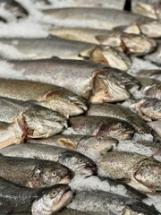 Experience the delight of Fresh Trout displayed on Ice in our Premium Seafood Display today. Highquality trout elegantly displayed on ice, ideal for various culinary projects and seafood marketing