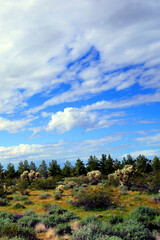Landscape Sonoran Desert Arizona