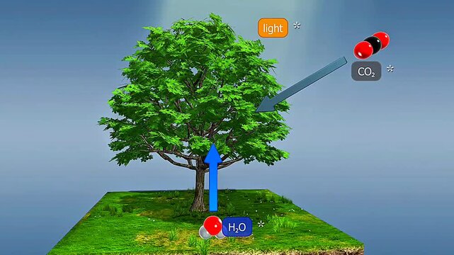 Photosynthesis is the process where plants convert light energy into chemical energy, producing glucose and oxygen.
