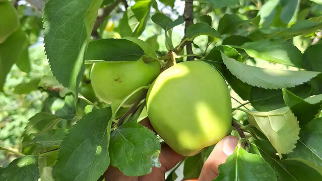close-up of Ripe Red and green Apples Hanging On Branches In the field, Fresh ripe apple as background, top view Autumn day. Rural garden. In the frame ripe red apples on a tree.