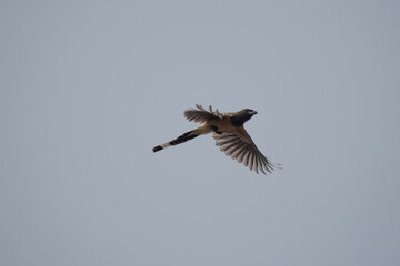 A vibrant rufous treepie in mid flight against a plain blue sky.