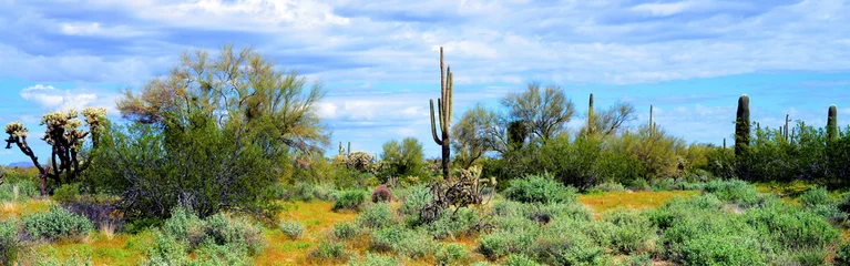 Selbstklebende Fototapeten Olive Landscape Sonoran Desert Arizona  © Paul Moore