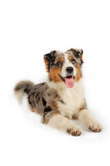 Australian Shepherd dog with merle coat lying down facing forward on a white background