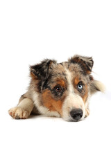 Australian Shepherd dog with merle coat lying down facing forward on a white background