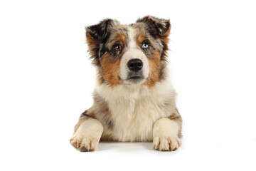 Australian Shepherd dog with merle coat lying down facing forward on a white background