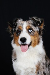Elegant studio portrait of an Australian Shepherd dog against a black background, showcasing the breed’s beauty, intelligence, and graceful appearance in fine art pet photography