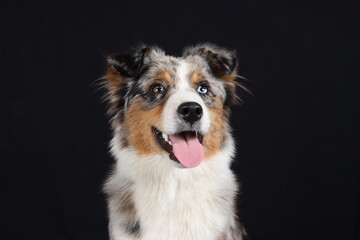 Elegant studio portrait of an Australian Shepherd dog against a black background, showcasing the breed’s beauty, intelligence, and graceful appearance in fine art pet photography