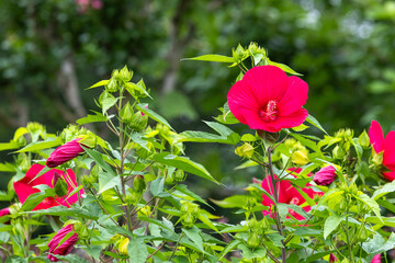 Red hibiscuses moscheutos flowers blooming in summer in the garden. © billyfam