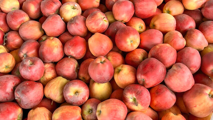 close-up of Ripe Red and green Apples Hanging On Branches In the field, Fresh ripe apple as background, top view Autumn day. Rural garden. In the frame ripe red apples on a tree.