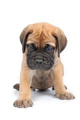 Obraz premium Cute Bullmastiff puppy sitting on white background, young dog studio shot