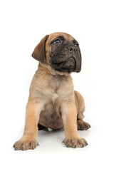 Cute Bullmastiff puppy sitting on white background, young dog studio shot