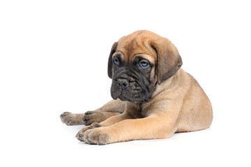 Cute Bullmastiff puppy lying down on white background, adorable young dog