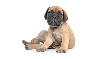 Cute Bullmastiff puppy sitting on white background, young dog studio shot