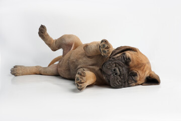 Obraz premium Cute Bullmastiff puppy lying down on white background, adorable young dog
