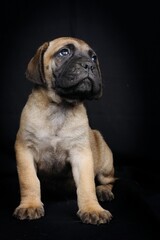 Obraz premium Bullmastiff puppy on a black background