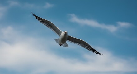 Seagull soaring sky