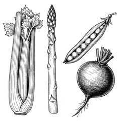 Set of Vegetables in Ink Style