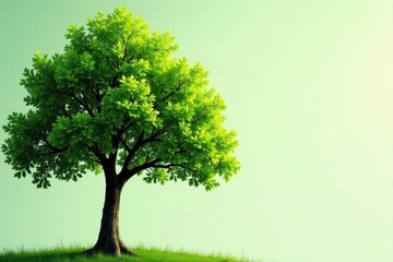 Obraz premium Single oak tree, leaves vibrant green, isolated , isolated, plant, tree