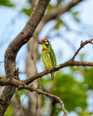 Coppersmith Barbet