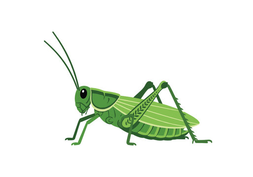 A detailed illustration of a green grasshopper on a plain white background showing its body parts and delicate wings