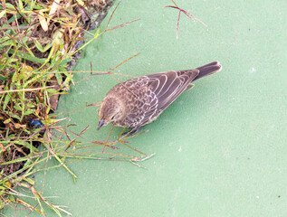 Close up of Brown-Headed Cowbird Female Looking For Grass Seed on Edge of Tennis Court