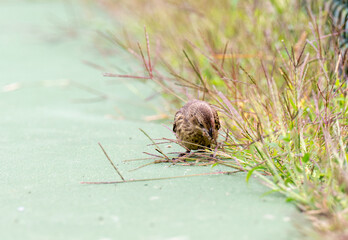 Close up of Brown-Headed Cowbird Female Looking For Grass Seed on Edge of Tennis Court