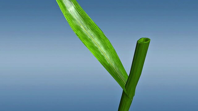 Anatomy of a monocot leaf