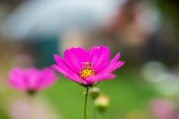 Close-up of a vibrant pink flower with a bee collecting pollen, set against a green background