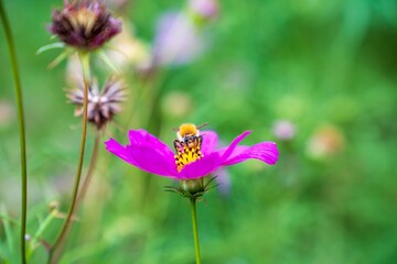Close-up of a bee on a pink flower with a blurred green background