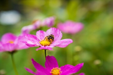 Close-up of a bee on a pink flower with a blurred green background