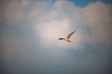 A vibrant River tern In flight, holding a freshly caught fish in its beak. The birds wings are fully extended, showcasing its elegant form and the intricate details of its feathers.