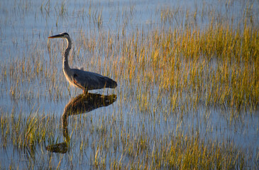 A great heron on the river, Rimouski, Québec, Canada