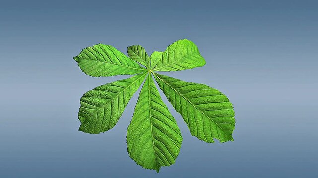 Dicot compound leaf