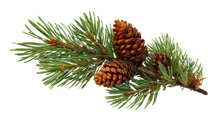 Branch with pine needles and pine cones, isolated on a white background.