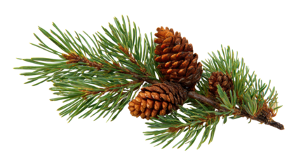 Branch with pine needles and pine cones, isolated on a white background.