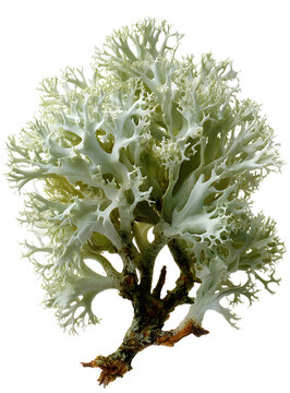Oakmoss lichen with short, bushy branches and a pale greenish-gray color