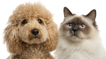 Cute dog and cat portrait, white isolate background.