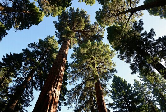 A serene view of towering evergreen trees in a dense pine forest, their branches reaching towards a clear blue sky