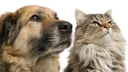 Obraz premium Dog and cat looking upwards together, showcasing a harmonious friendship.