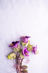 Close up of Cup and Saucer Vine Flowers on Light Background