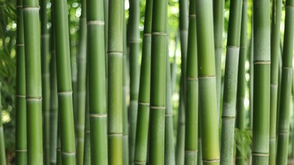 Fototapeta premium Dense green bamboo stalks with visible nodes and texture bamboo forest plant
