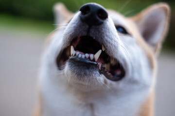 Shiba Inu dog with an open mouth, showcasing playful expression while enjoying a vibrant outdoor walk in nature, embodying health and happiness in a lively environment