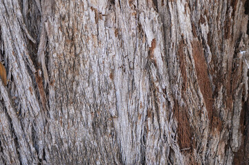 Obraz premium Close-Up of Tree Trunk in Cyprus