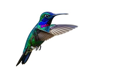 Obraz premium Vibrant Hummingbird in Flight Against White Background