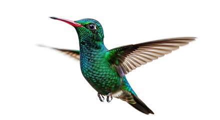 Obraz premium Beautiful Hummingbird with Emerald Green and Blue Feathers