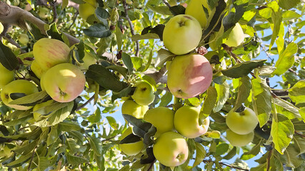 close-up of Ripe Red and green Apples Hanging On Branches In the field, Fresh ripe apple as background, top view Autumn day. Rural garden. In the frame ripe red apples on a tree.