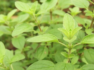 Oregano closeup. Oregano plant in a garden.	