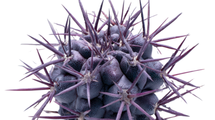 Purple Cactus Plant: A purple cactus with intricate spines, isolated on a Transparent background, PNG file.