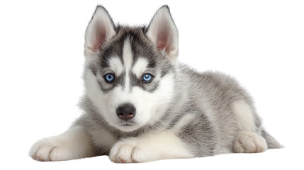 Siberian Husky Puppy on White: A playful Siberian Husky puppy with blue eyes, isolated on a Transparent background, PNG file.