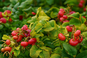 Red rose hips cluster on green leafy stems in natural outdoor setting.
